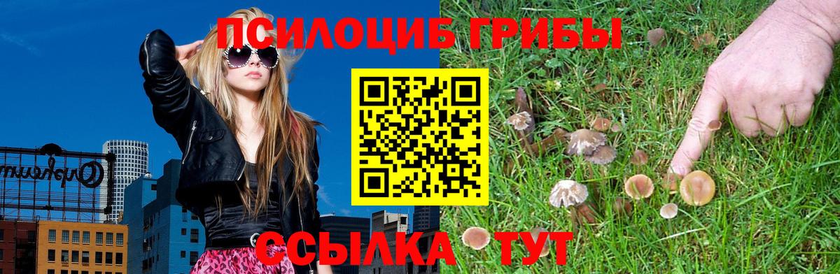 Псилоцибиновые грибы Cubensis  Вход с VPN  Богданович 